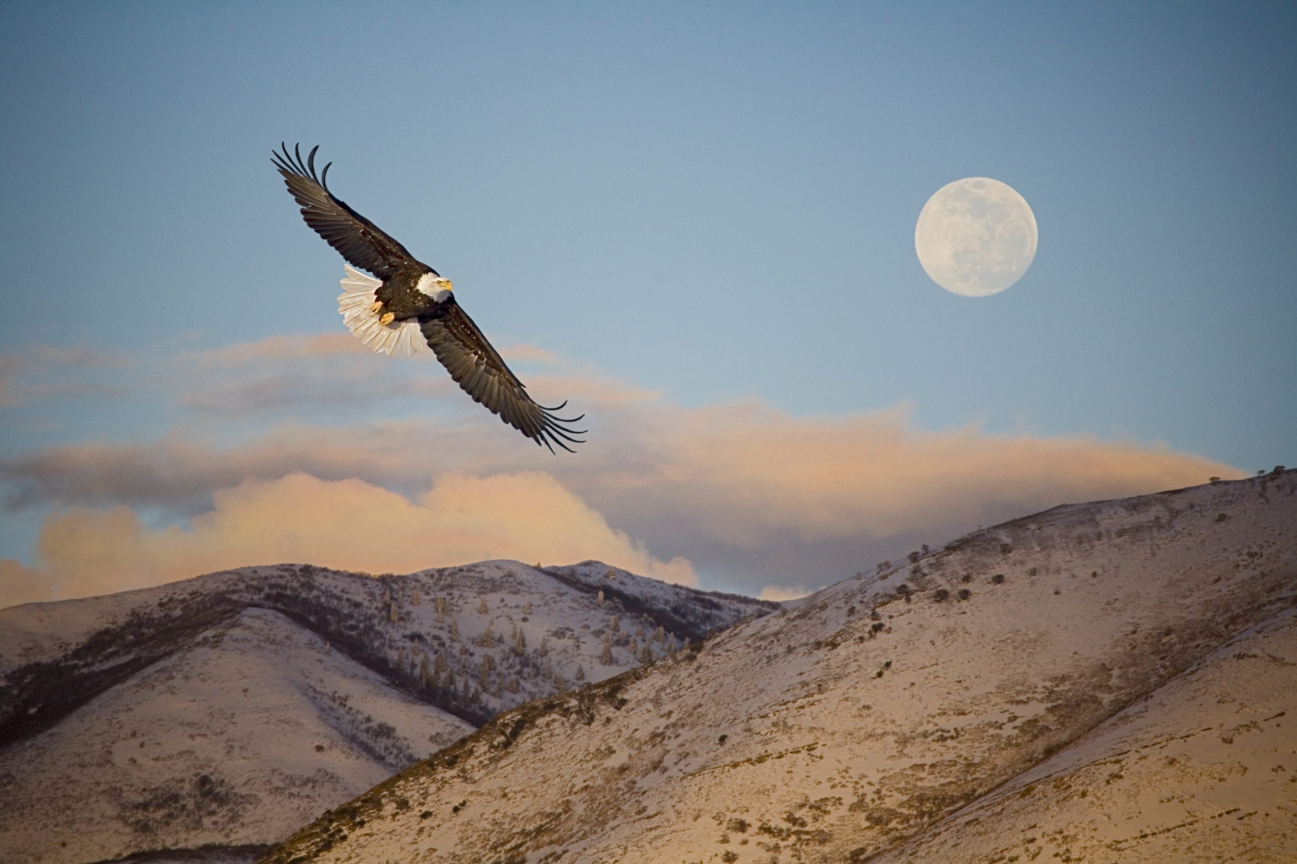 Eagle Flying in Front of the Mountain and Moon.
